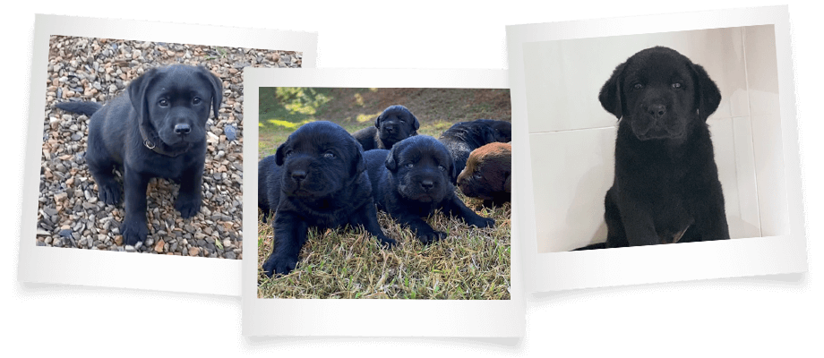 Companheiros leais e saudáveis